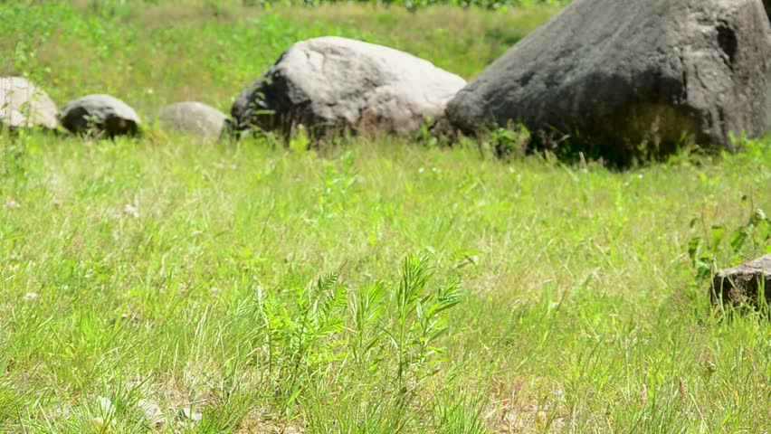 Stones in a park at a forest