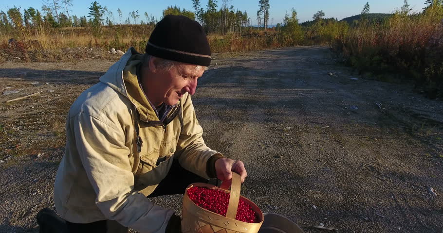 An elderly man pours cranberries out of a bucket into a charade in forest, picking berries