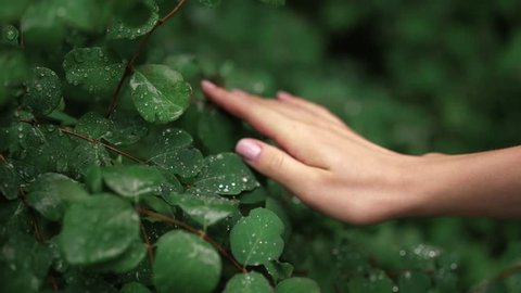 Hand of a young unrecognizable woman touching wet leaves of a bush in summer. Concept of being calm and enjoying the weather. Loving nature. Tracking slow motion medium shot स्टॉक वीडियो