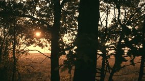 Sunset in an oak forest. Autumn forest at sunset. Video in motion