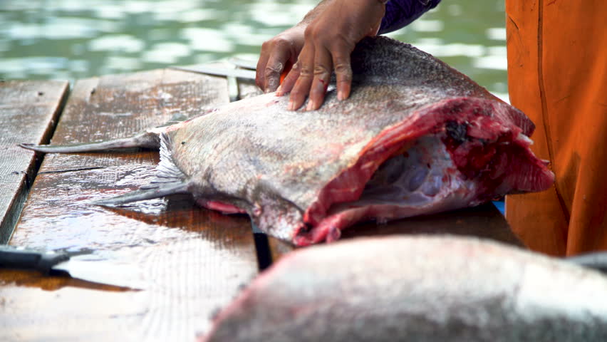 Males cleaning fresh red snapper fish Taiohae town on Nuku Hiva island The Land of Men remote Marquesas South Pacific
