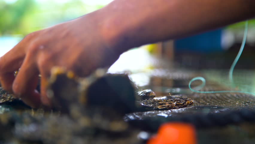 View of Tahaa workers extracting and preparing the cultivation of pearls a traditional culture and industry in the Islands of Tahiti South Pacific