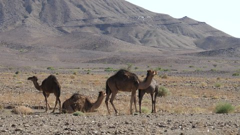 Herd of dromedary camels in the sahara desert at Nkob, Morocco Stockvideó