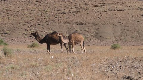 Two dromedary camels walking towards a bush in Nkob, Morocco