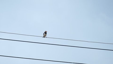 Birds are on the power line.