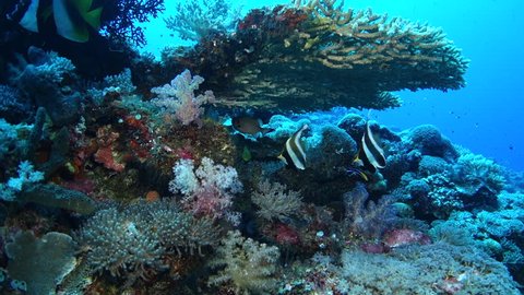Close on reef fish under coral outcrop in Palau.