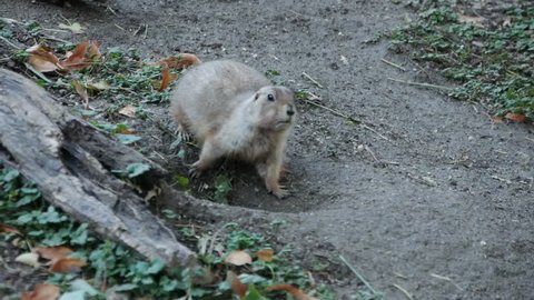 Funny gopher looking around