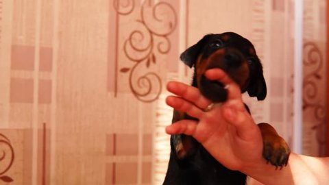 A cute puppy bites a man's finger. Little young dog plays with his master's hand in slow motion.