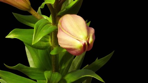 Time-lapse of blossoming lily flower. Isolated on black background
