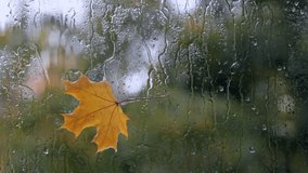 video footage maple leaf on wet glass / autumn season on the other side