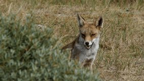 Red fox vixen (vulpes vulpes) looking around - wildlife - HD stock video
