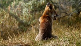Young red fox passing vixen (vulpes vulpes) - wildlife - HD stock video
