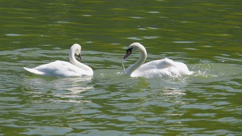 A pair of white swans clean their feathers.