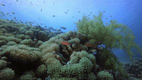 Colorful Tropical Coral Reefs. Picture of colorful reef coral scene in the tropical reef of the Red Sea Dahab Egypt.