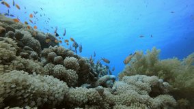 Underwater Sea World Life. Picture of a beautiful underwater colorful fishes and corals in the tropical reef of the Red Sea Dahab Egypt.