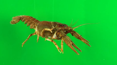 River cancer moves the claws green screen