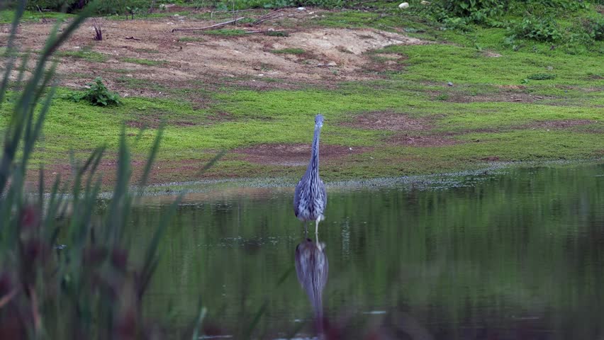 Grey Heron (ardea cinerea ) fishing in a Pond