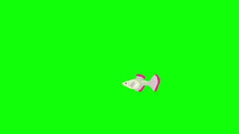 Small Red Guppy Aquarium Fish floats in an aquarium. Animated Looped Motion Graphic Isolated on Green Screen