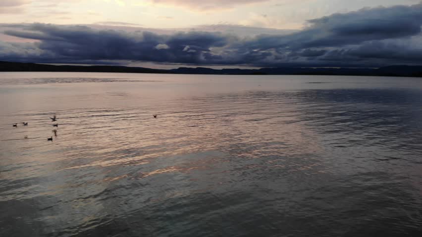 Flock of birds over lake. Sunset over the lake. Flock of birds above the lake