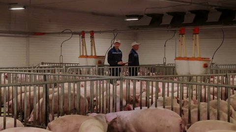 Pig farm workers examining pigs at a pig farm Intensive pig farming