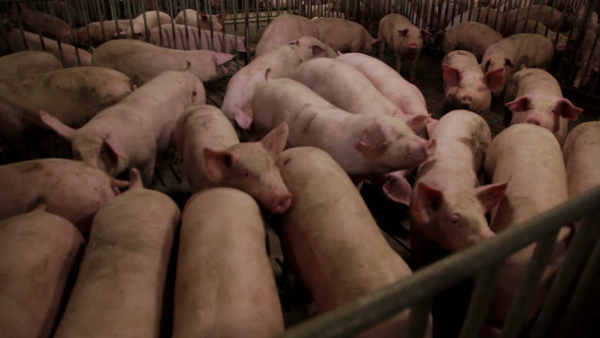 Intensively farmed pigs in batch pens Royalty-Free Stock Footage #1015503562