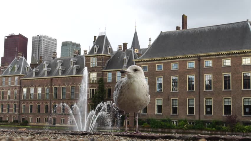 View On The Hague City Of Netherland. A Seagull Feeding In The Park. Slow Motion And Close Up. Beautiful Background Of Summer Time in Europe.