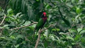Black-capped lory sits on tree branch against green foliage of tropical plants on background, watches around and twitters. Beautiful bright colored exotic parrot in wild nature. Video with sound.