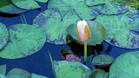 Time lapse footage.Opening beautiful water lily flower in the lake . Lily, nymphaea reflection in the pond