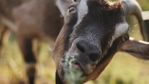 A man feeds a goat with grass from his hands. Closeup slow motion video