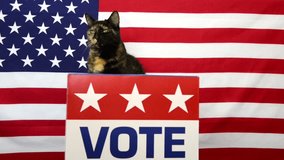 HD Video of One tortoiseshell cat sitting behind a podium with VOTE sign on the front, looking around. Voting election theme. 