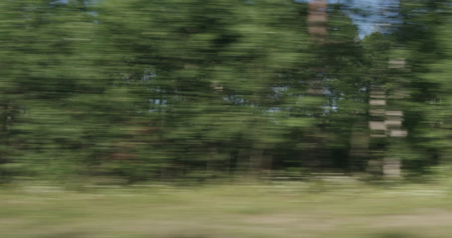 Driving plate green mixed forest on summer sunny day side view from fast moving car