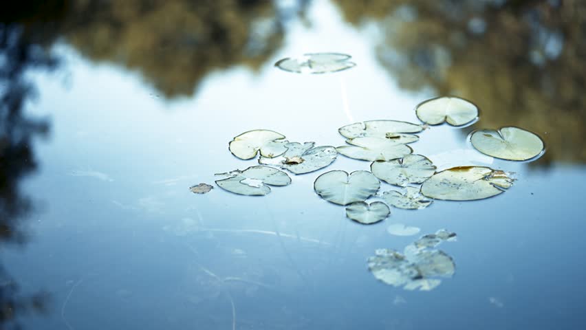Lotus leaves in water 