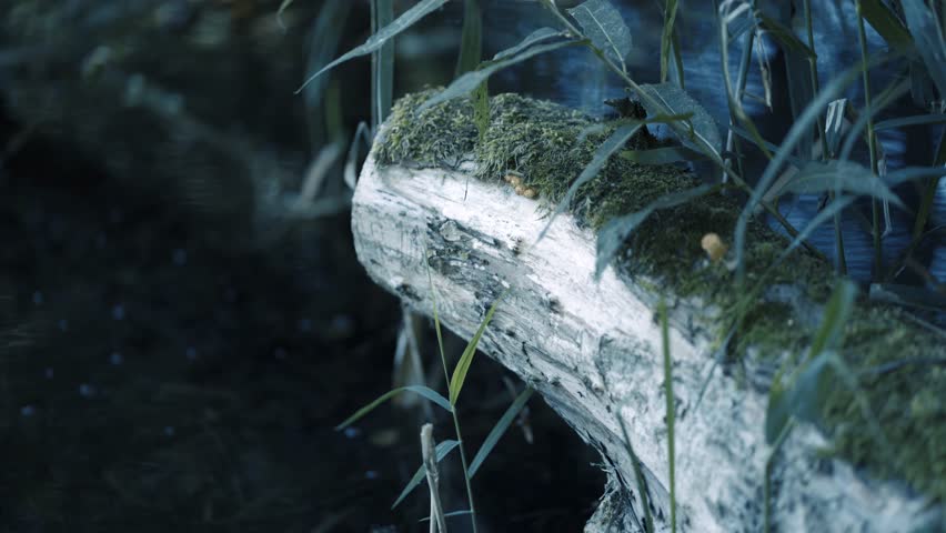 Old dead tree stump after a tree was cut down next to the lake