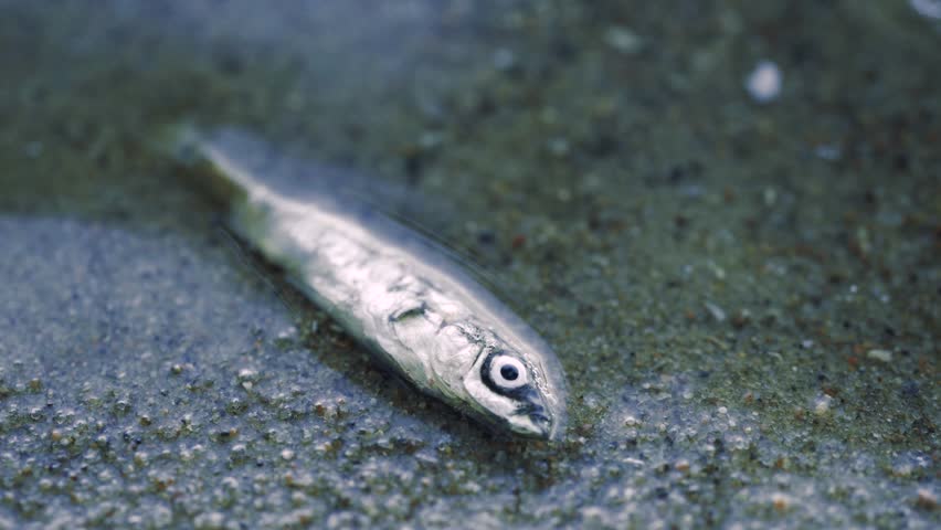 Dead fish after water pollution in the lake