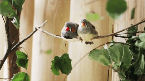 Two small birds Zebra Finch. One bird pecking of the other