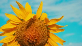 blooming sunflower in a field on a summer sunny day against a blue sky.
close-up.Colorful dyed toned stylish video for your design