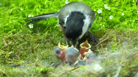 Chickadee feeds baby with mouth full of worms