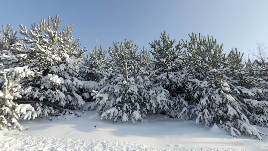 Bright winter landscape with snow-covered pine trees