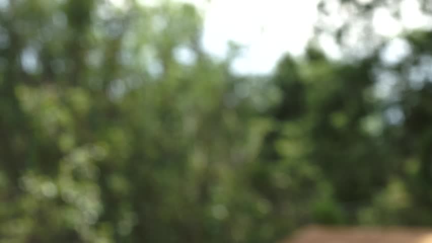 Calliope Hummingbird at feeder