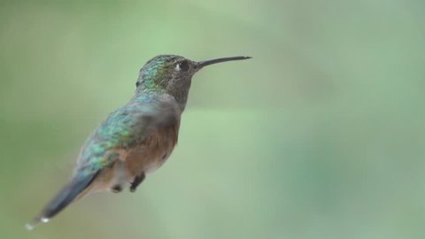 Calliope Hummingbird at feeder