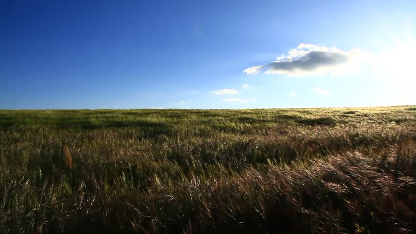 Wheat field in a windy day with a beautiful blue sky