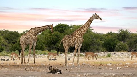 Giraffe on Etosha with stripped hyena, Namibia safari wildlife วิดีโอสต็อก