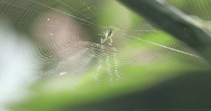 Spider macro closeup