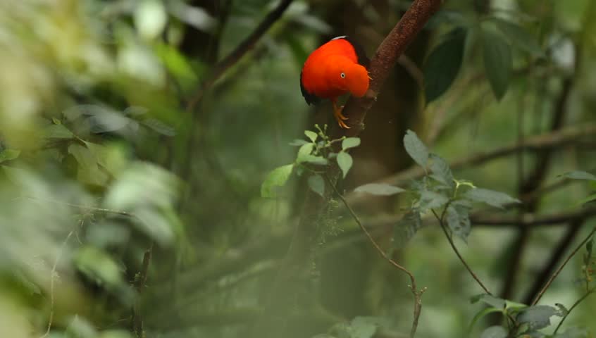 Male of Andean Cock-of-the-rock (Rupicola peruvianus) lekking and dyplaing in front of females, typical mating behaviour, beautiful orange bird in its natural enviroment, amazonian rain forest, Brazil | Shutterstock HD Video #1015544788