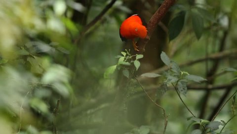 Male of Andean Cock-of-the-rock (Rupicola peruvianus) lekking and dyplaing in front of females, typical mating behaviour, beautiful orange bird in its natural enviroment, amazonian rain forest, Brazil