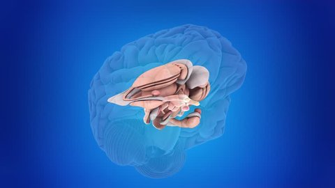 3d rendered medically accurate animation of the inner brain anatomy