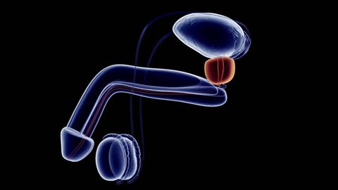 3d Rendered Medically Accurate Animation Stock Footage Video 100 Royalty Free 1015546009 Shutterstock