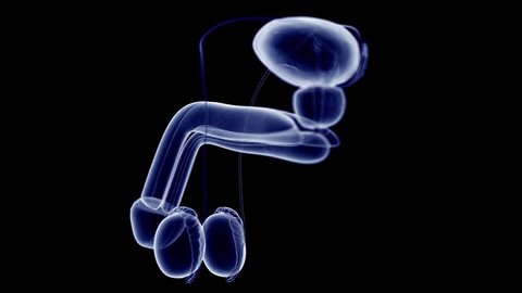 3d Rendered Medically Accurate Animation Stock Footage Video 100 Royalty Free 1015546009 Shutterstock