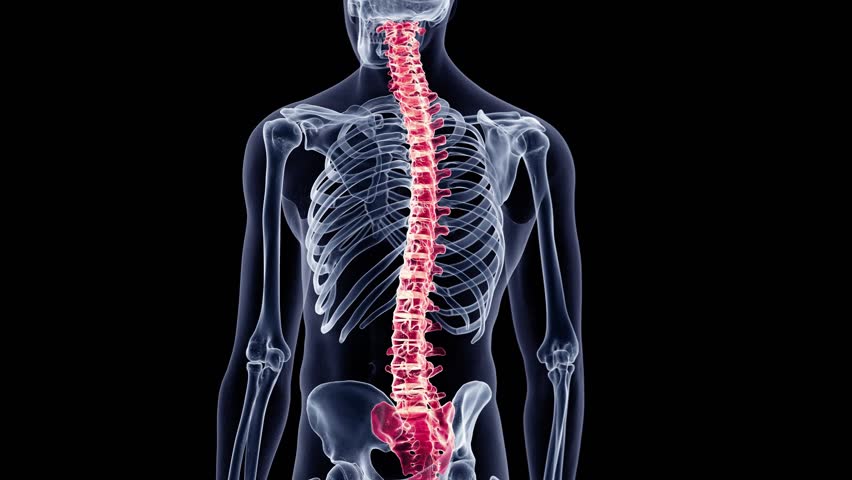 SPINAL-SPINE-SCIENCE Footage, Videos and Clips in HD and 4K - Avopix.com