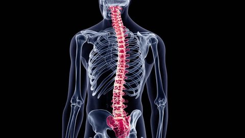 3d rendered medically accurate animation of a painful back Stockvideó